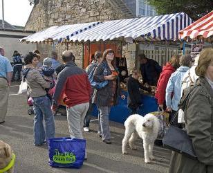 Poodle at the market